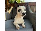 Adopt Beaux a Dachshund, Rat Terrier