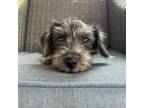 Adopt Boudreaux a Yorkshire Terrier, Dachshund