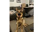 Adopt Zeus a German Shepherd Dog