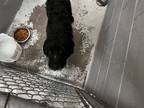 Adopt Lokii a Australian Cattle Dog / Blue Heeler, Giant Schnauzer