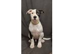 Adopt Patches a Pit Bull Terrier