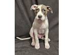 Adopt Spanky a Pit Bull Terrier