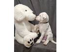 Adopt Spot a Pit Bull Terrier