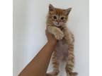 Adopt Fred a Domestic Short Hair