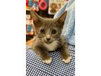 Adopt Goldie Hawn (Petco) a Domestic Short Hair