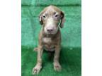 Adopt 19735 a Vizsla