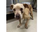 Adopt 19755 a Pit Bull Terrier