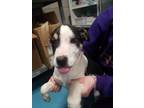 Adopt Veronica a Collie, Mixed Breed