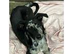 Adopt Brinley a Mixed Breed