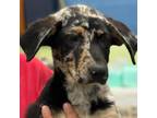 Adopt Brina a Mixed Breed