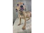 Adopt Rose a Terrier, Mixed Breed