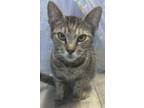 Adopt Willow a Domestic Short Hair
