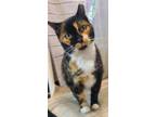 Adopt Stella a Domestic Short Hair