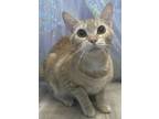 Adopt Melly a Domestic Short Hair
