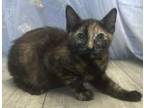 Adopt Peggy Sue a Domestic Short Hair