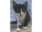 Adopt August a Domestic Short Hair