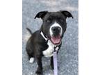 Adopt Medusa a Pit Bull Terrier