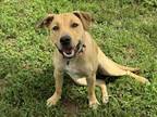 Adopt Gabby a Labrador Retriever