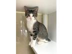 Adopt Quail a Domestic Short Hair