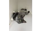 Adopt Magpie a Domestic Long Hair