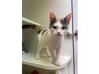 Adopt Pepper a Domestic Short Hair