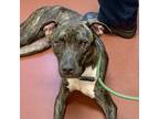 Adopt Boots a Pit Bull Terrier