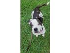 Adopt Alice a Pit Bull Terrier