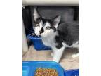 Adopt Banana a Domestic Short Hair