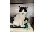 Adopt Sunflower a Domestic Short Hair