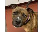 Adopt Starburst a Pit Bull Terrier