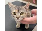 Adopt Squish a Domestic Short Hair