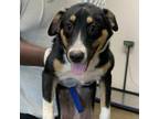 Adopt Vanessa a Retriever