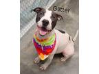 Adopt Glitter a Pit Bull Terrier