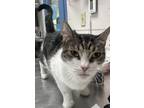 Adopt Twizzler a Domestic Short Hair