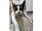 Adopt Petunia a Domestic Short Hair