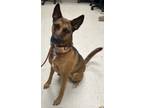 Adopt Gypsy a Shepherd, Mixed Breed