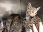 Adopt Serabi a Domestic Short Hair