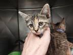 Adopt Luna a Domestic Short Hair
