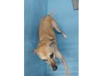 Adopt Maila a Italian Greyhound