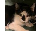 Adopt Daisy a Domestic Short Hair