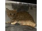 Adopt Gabby a Domestic Short Hair