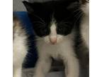 Adopt Marie a Domestic Short Hair