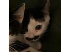 Adopt Minnie a Domestic Short Hair