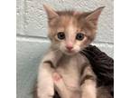 Adopt Calie a Domestic Medium Hair