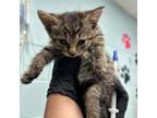 Adopt Abby a Domestic Short Hair
