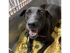Adopt Willow a Shepherd