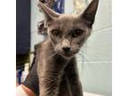 Adopt Melanie a Domestic Short Hair