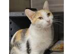 Adopt Jean a Domestic Short Hair