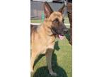 Adopt Sadie a German Shepherd Dog