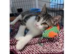 Adopt Sonata a Domestic Short Hair